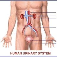 The Urinary System Tutorial | Sophia Learning