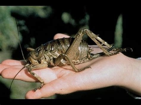 Weta, largest insects on Earth, are the zombies of New Zealand (That's ...