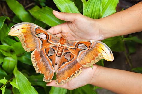 5 Of The World’s Largest Insects | Discover Magazine