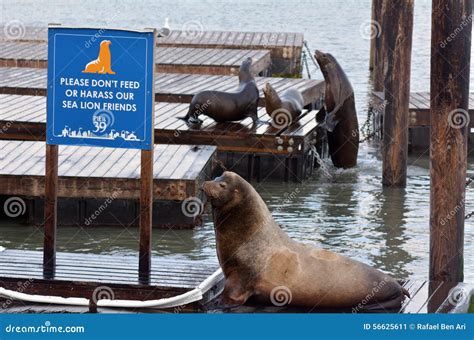 Sea Lions Play in Pier 39 at Fisherman S Wharf Stock Image - Image of ...