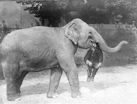 Vintage Animals [Oldies]