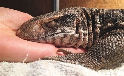 Savannah Monitor Care Sheet: What EVERY Owner Must Know...