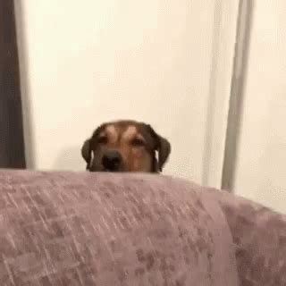 Uh Oh Hiding GIF - Uh Oh Hiding Dog - Discover & Share GIFs