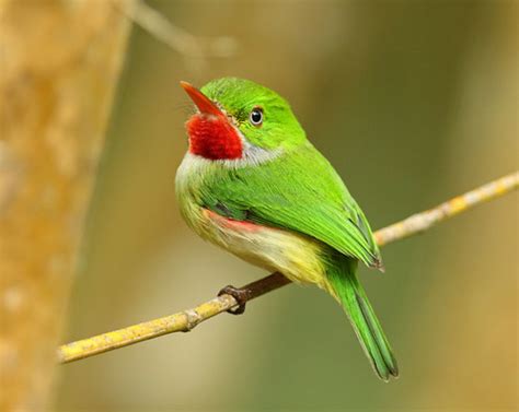 Todus todus - Jamaican Tody | My personal "bird of the trip"… | Flickr