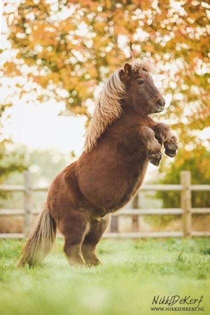 A fierce stallion : r/aww