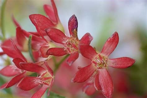 How to Grow NSW Christmas Bush | Yates Australia