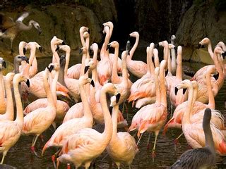 Zoo Atlanta Flamingos 2 (New Edit) | Who is now humming the … | Flickr