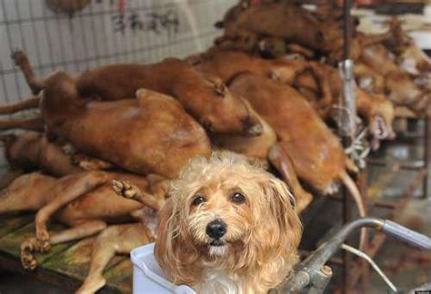 Chinese Dog Meat Festival In Which 10,000 Hounds Are Slaughtered Will ...