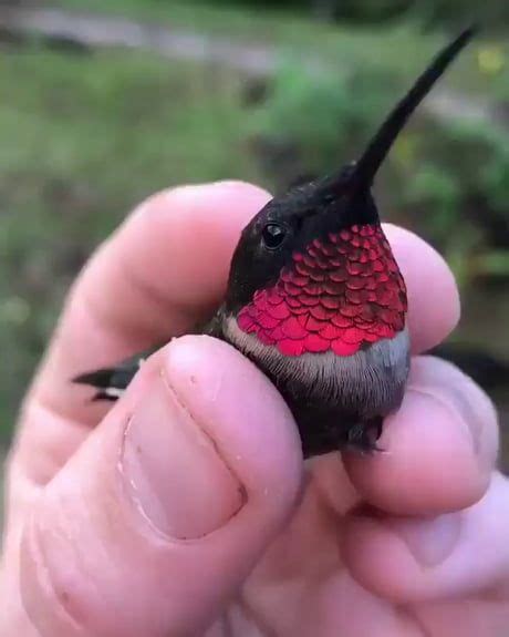 The fascinating world of colorful Hummingbirds - Awesome | Cute animals, Cute animal videos ...