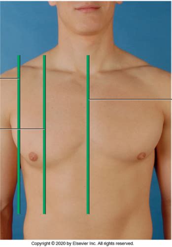 Thorax and lungs assessment Flashcards | Quizlet