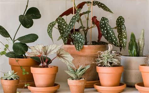 Ornamental Plants Benefits For Health And Well-Being | Nicole's Natural