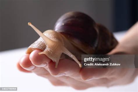 951 Cute Snails Stock Photos, High-Res Pictures, and Images - Getty Images