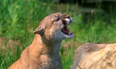 The World’s Biggest Moose vs. A Hungry Mountain Lion: Who Wins a Fight? - AZ Animals