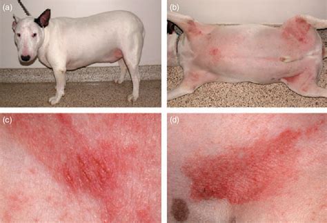 Atopic Dermatitis In Dogs