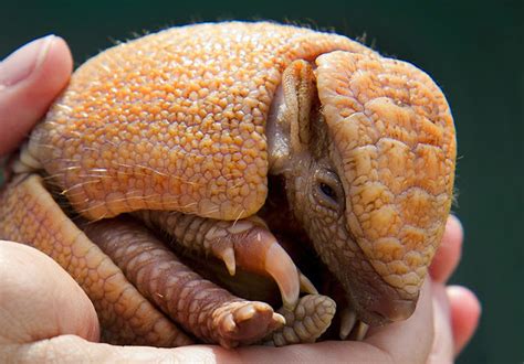 Cute baby armadillo (4 pics) | Amazing Creatures