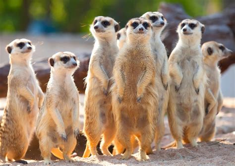 Uncovering the Amazing World of Meerkats - The Kosher Safari