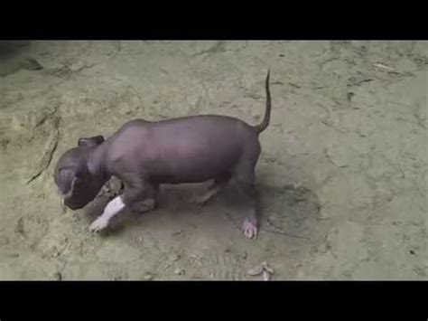 Perro (Cachorro) Peruano - Peruvian Puppy Dog - YouTube