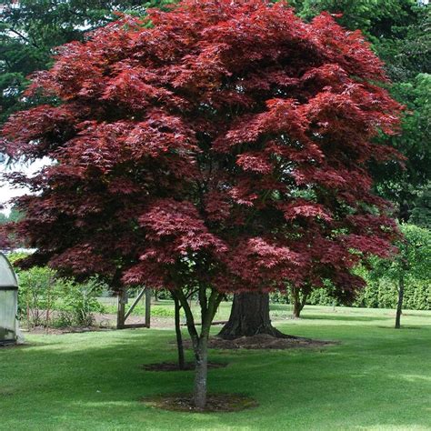 Pixie Japanese Maple- This is a Red Foliage dwarf Japanese Maple. Leav ...