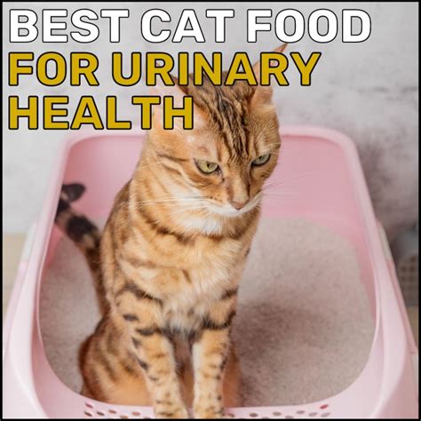 Best Cat Foods for Urinary Health in 2024