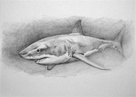 drawing a shark Realistic Pencil Drawings, Pencil Art Drawings, Cool ...