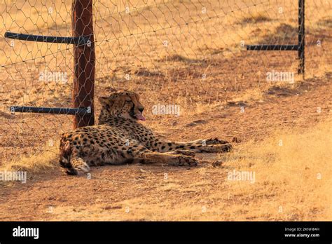 Cheetahs in the Namibian savannah. The fastest cats in the world. African landscapes. Solitaire ...