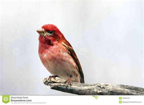 Male Purple finch stock image. Image of perch, plumage - 53966163