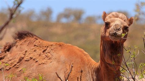 Man, dog and five camels rescued from fall in Australian bush - BBC News