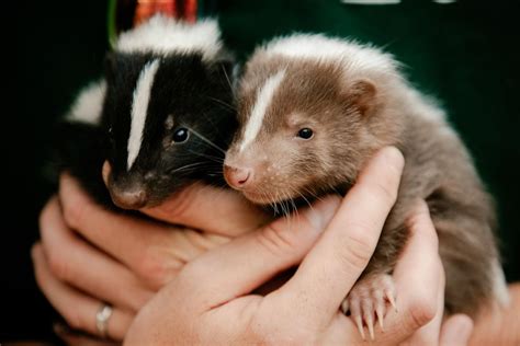 Baby skunks settling into life at Telford Exotic Zoo | Shropshire Star