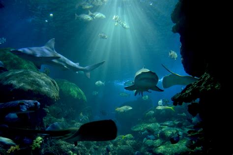 Tennessee Aquarium a Must-See Stop When Visiting Chattanooga's Scenic Waterfront and His