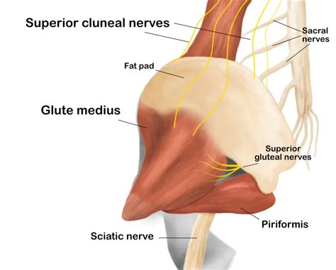 Does Cluneal Nerve Entrapment Cause Back Pain? - Massage & Fitness Magazine