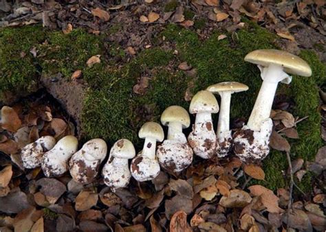 Most dangerous mushroom: Death cap is spreading, but poisoning can be ...