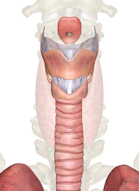 Anatomy Of Larynx