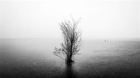 The lonely tree - Garda lake, Italy - Fine art photography… | Flickr