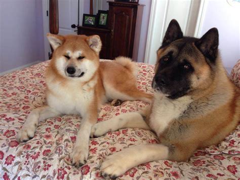 American Akita vs Japanese Akita Inu - The Akita Life