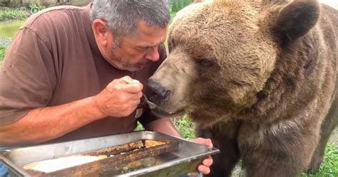 Patient grizzly bear sits and waits to be spoon-fed honey. – Madly Odd!