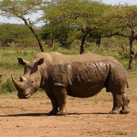 Last Male White Rhino Under 24-Hour Watch