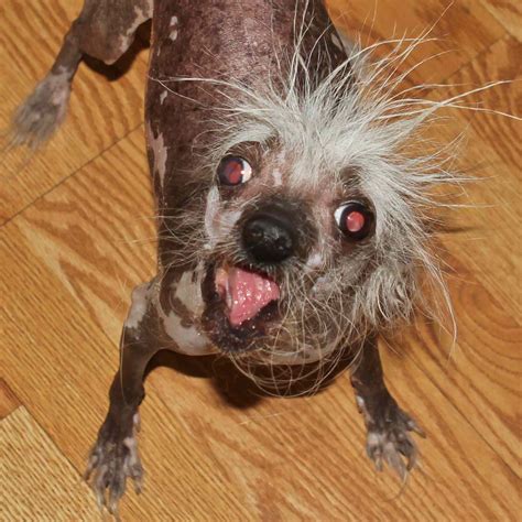 Photos of All the Winners from the 2023 World's Ugliest Dog Contest