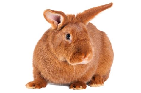 New Zealand Red Rabbit Information and Pictures - PetGuide | PetGuide