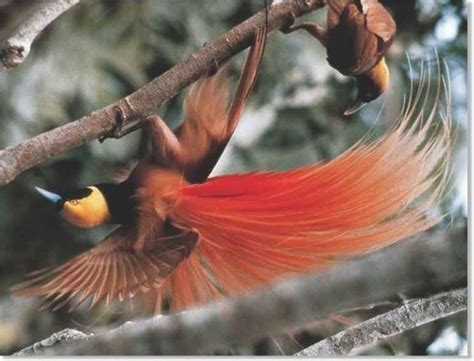 Raggiana bird of paradise - Alchetron, the free social encyclopedia