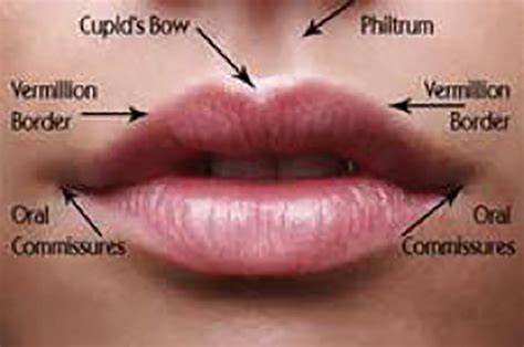 Anatomy of the ageing lip | The PMFA Journal