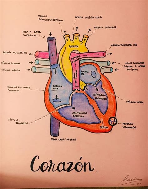 Anatomia Del Corazon Humano Imagenes