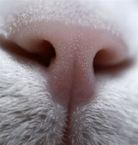 Why Is My Cat's Nose Dry? Ultimate Nose Health Guide – Cat Cave Co