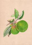 Indian Green Apple Fruit Art Handmade Wild Plant Nature Mogul Miniatur – ArtnIndia