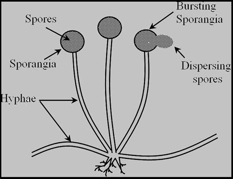 Spore Formation Diagram