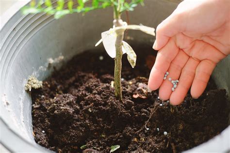 Lemon Tree Fertilizer » Top Feeding Tips