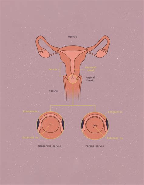 What is the vaginal fornix? | The Fornix | Flex