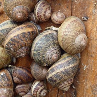 Escargot farm | Snail farming, Aquaponics, Crayfish