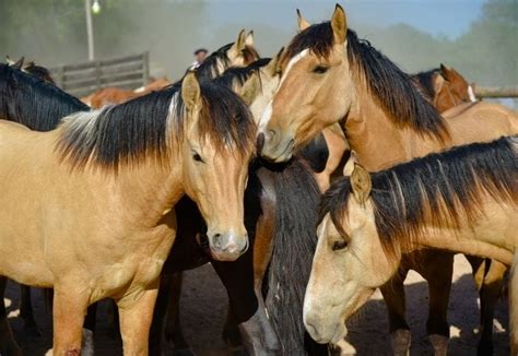 130+ Buckskin Horse Names: Best Names For Buckskin Mares & Stallions