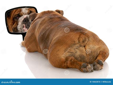 Ugly Fat Dogs