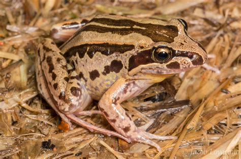 Striped Marsh Frog (Limnodynastes peronii) | Mission Beach A… | Jacob Loyacano | Flickr